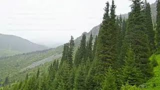 Rainy day in coniferous forest at mountain slopes. Serene and Peaceful Atmosphere.