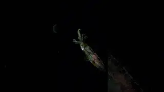 Squid: The Alien Evidence Hiding in Our Oceans
