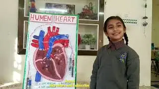 humen heart model #scinceproject #schoolproject #anaya #babycute Baby Cute World #biology