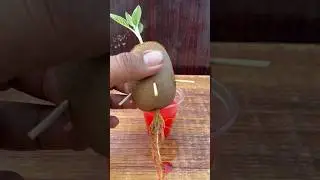 Best way how to grow kiwi 🥝#shorts #garden #plants #youtubeshorts #gardening
