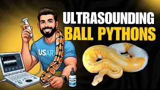 ARE MY BALL PYTHONS GRAVID? THE ULTRASOUND RESULTS SHOCKED ME!!