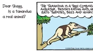 Is a tamandua a real animal?