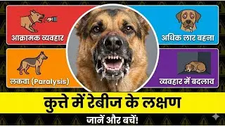 How to know if my dog has rabies? Rabies Symptoms of in Dogs, Rabies Patient 