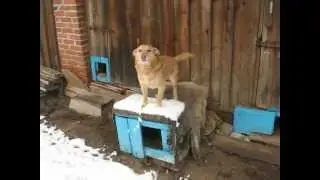 Пёс Дик ест торт / Russian dog eating cake