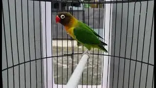beautiful Bird chripping.Lovebird