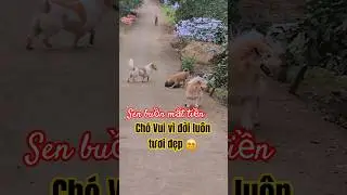H&ocirc;m nay Sen bị mất tiền, buồn lắm. Ch&oacute; th&igrave; vẫn cứ phởn như đời lu&ocirc;n tươi 😜 #dog #pets #animals #cute