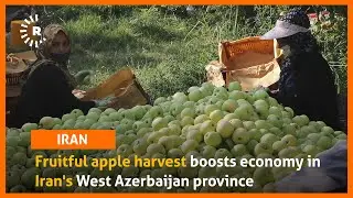 Fruitful apple harvest boosts economy in Iran's West Azerbaijan province