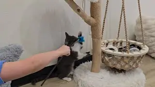 Daily Dude 009: We visited a cat cafe in Tustin California
