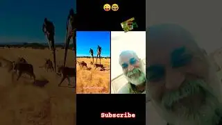 🤣😂yt#yt shorts#shorts food#viral #trending #jungle #cheetah #running #split #comedy #funny #crazy