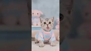 #animal #singing #pets #cat #petdance #treding #viralvideos