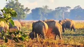 Elephants Eating Paddy Crops in Village Farmland | Real Video
