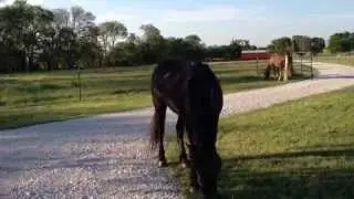 Horse Founder Awareness- Changes in Diets- Winter Summer Hooves - Rick Gore Horsemanship