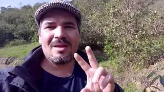 CANELA DE VELHO, PIXIRICA, ARA&Ccedil;&Aacute;