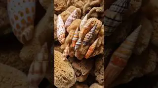 Amazing shells of Mitridae family 🧡🐚#seashells #color #shells #decoration #decor #curiosities