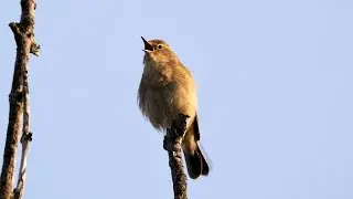 Chiffchaff Singing 4K