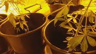 Unknown clones