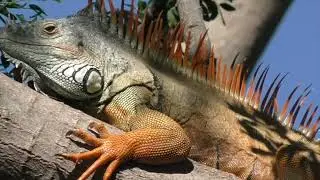 Camcorder Panasonic HC V785K  test zoom footage