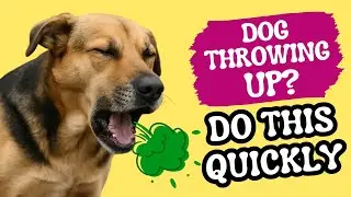 Dog Throwing Up? Don&rsquo;t Panic &ndash; Here&rsquo;s What to Do First!