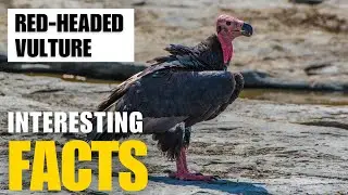 What Are the Most Interesting Facts About  Red-Headed Vulture? | Interesting Facts | The Beast World