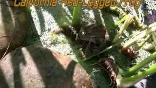 California red-legged frog eats worm