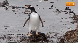 New Tourism Guidelines for the Falklands