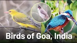 🦅🦆Stunning Close-Ups! Unveiling the🐤 Birds of Goa, India