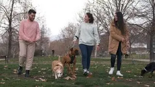 Cattle Dog vs Border Collie  Who's the Top Dog  #CattleDog #BorderCollie #DogBreeds #HerdingDogs