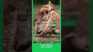 5 Fascinating Facts About Lions You Must Know #shorts #animals #lions
