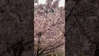 BEAUTIFUL CHERRY BLOSSOM IN CANADA #sakura #cherryblossom #canada #toronto