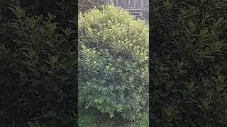 This Azalea bush is only 3 years of growth after being cut down to a stump!