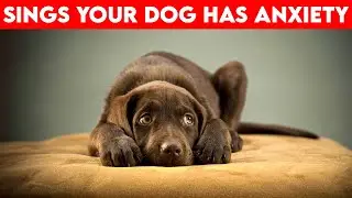 5 Clear Signs Your Dog Is Feeling Anxious &ndash; What to Do Now