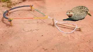 Build Unique Quail Bird Trap Using Rubber And Wood - Easy Bird Trap.