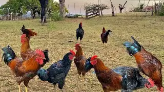 COMPREI UM LOTE DE FRANGOS REPRODUTORES BALÃO ALAGOANO E ESTÃO A VENDA!!!