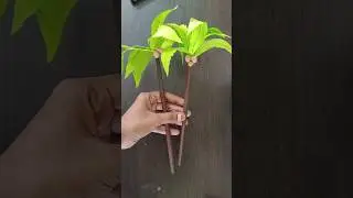 How to make coconut tree🌴 #Paper craft #trending #Shorts #Unique