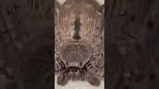 Giant Banded Huntman Update Plump as ever