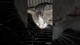 ✨ THE CAT&rsquo;S FOSTER CARE STARTS FROM THE NIGHT OF OCTOBER 28.🐾 ✨SAY MASHALLAH.🌸