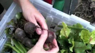August Harvest - Claire's Allotment part 118