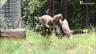 Bébé lynx 07/2016 - Safari de Peaugres