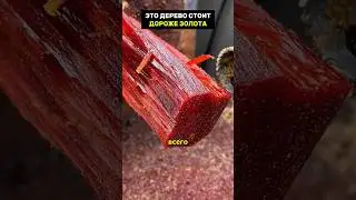 The most expensive wood on earth