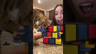 Cat Tried Dog Toys | The Pack