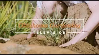 Rock Garden Renovation on the Best of Oklahoma Gardening December 9, 2023