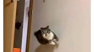 Funny Cats-Funniest Cats 😹 Shorts 2023 #shorts #short #cats #funny