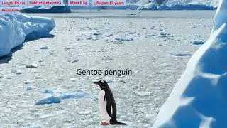 penguin size comparison (Old version see new one)