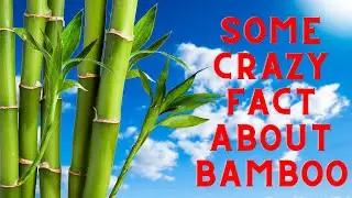 Bamboo Unveiled: Exploring Fascinating Facts About Nature's Wonder Plant #bamboo #nature #plantfacts