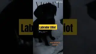 #shorts | LABRADOR EXIBINDO SEU NOVO PEITORA DA @FreeFaroPet   🌸