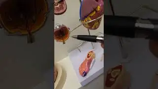 Когда сахар вредит больше, чем вы думаете