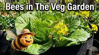 BEES IN SLOW MOTION! CHINESE CABBAGE IN GIANT GROW BAGS!