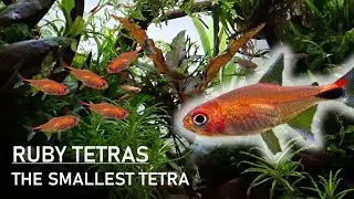 GETTING RUBY TETRAS! | The Smallest Tetra Species