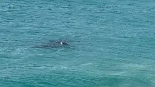 Hidden Gems - Southern right whales nursing their calves Head of Bight - South Australia