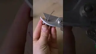 Make a bird using the common pine cones🐦